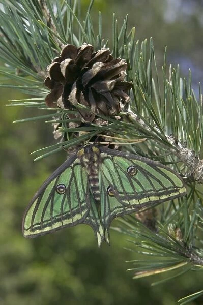 Spanish Moon Moth - Female on the cone of a pine. Europe