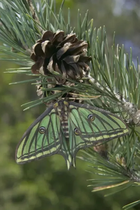 Framed Print : Spanish Moon Moth - Female on the cone of a pine. Europe Framed Print : Spanish Moon Moth - Female on the cone of a pine. Europe