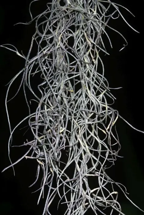 Framed Print : Spanish Moss Framed Print : Spanish Moss