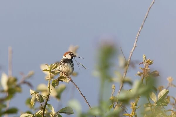 Spanish Sparrow - adult male perching on undergrowth with nesting material in beak - Extremadura, Spain