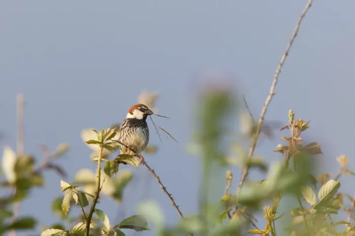Framed Print : Spanish Sparrow - adult male perching on undergrowth with nesting material in beak - Extremadura, Spain Framed Print : Spanish Sparrow - adult male perching on undergrowth with nesting material in beak - Extremadura, Spain