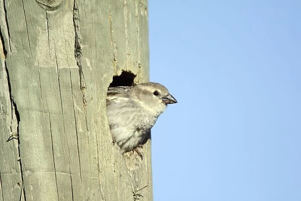 Spanish Sparrow - female emerging from nest in telegraph pole, region of Alentejo, Portugal