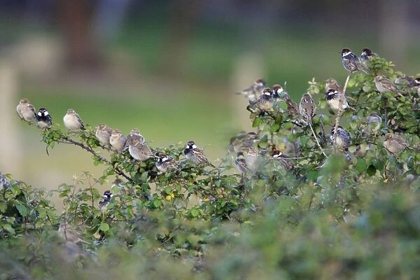 Spanish Sparrow - flock, at bramble hedge roosting place, Alentejo, Portugal