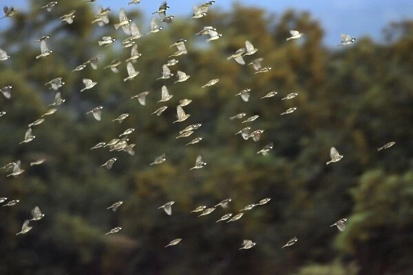 Spanish Sparrow - flock in flight, Alentejo, Portugal