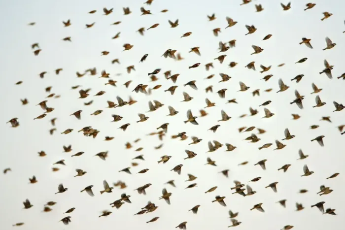 Framed Print : Spanish Sparrow - flock in flight, Alentejo, Portugal Framed Print : Spanish Sparrow - flock in flight, Alentejo, Portugal