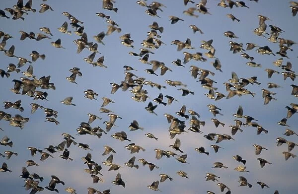 Spanish Sparrow - Flock flying. Israel