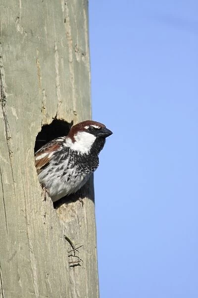 Spanish Sparrow - male emerging from nest in telegraph pole, region of Alentejo, Portugal