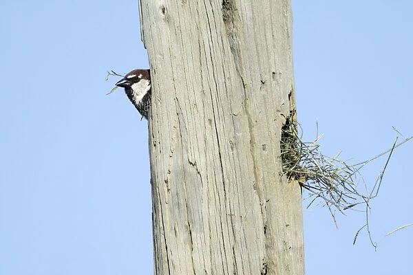 Spanish Sparrow - male emerging from nest in telegraph pole, region of Alentejo, Portugal