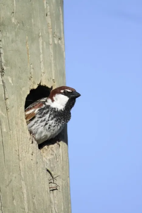 Framed Print : Spanish Sparrow - male emerging from nest in telegraph pole, region of Alentejo, Portugal Framed Print : Spanish Sparrow - male emerging from nest in telegraph pole, region of Alentejo, Portugal