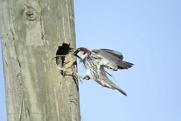 Spanish Sparrow - male landing with nest material at nest entrance in telegraph pole, region of Alentejo, Portugal