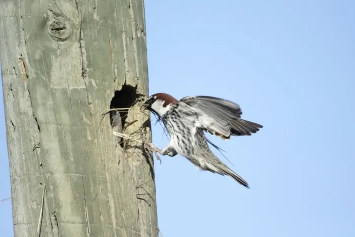 Framed Print : Spanish Sparrow - male landing with nest material at nest entrance in telegraph pole, region of Alentejo, Portugal Framed Print : Spanish Sparrow - male landing with nest material at nest entrance in telegraph pole, region of Alentejo, Portugal