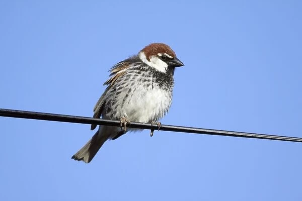 Spanish Sparrow - male perched on electric cable, region of Alentejo, Portugal