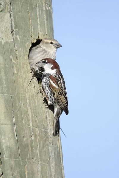 Spanish Sparrow - pair at nest entrance in telegraph pole, region of Alentejo, Portugal