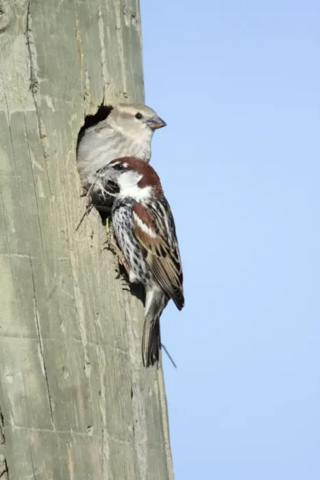 Framed Print : Spanish Sparrow - pair at nest entrance in telegraph pole, region of Alentejo, Portugal Framed Print : Spanish Sparrow - pair at nest entrance in telegraph pole, region of Alentejo, Portugal