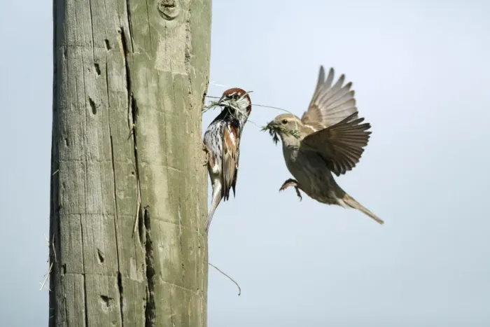 Framed Print : Spanish Sparrow - pair with nest material at nest entrance in telegraph pole, region of Alentejo, Portugal Framed Print : Spanish Sparrow - pair with nest material at nest entrance in telegraph pole, region of Alentejo, Portugal
