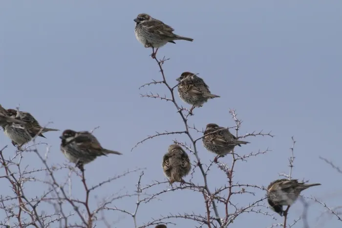 Framed Print : Spanish Sparrows Cyprus March Framed Print : Spanish Sparrows Cyprus March