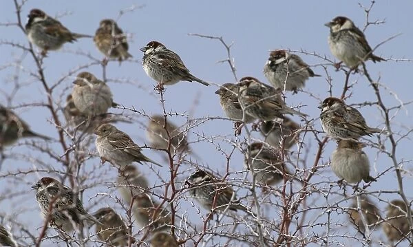 Spanish Sparrows - flock in bush - March - Cyprus