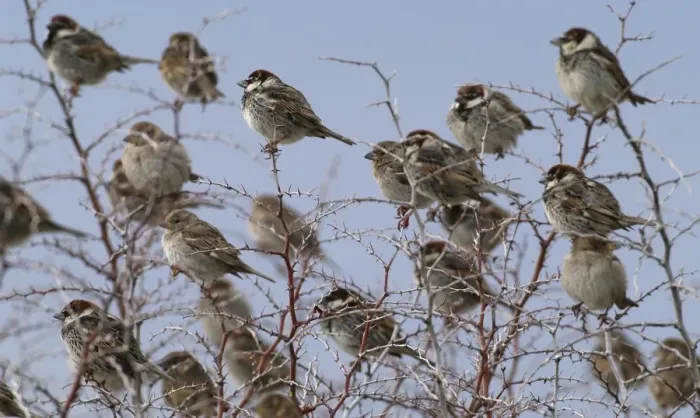 Framed Print : Spanish Sparrows - flock in bush - March - Cyprus Framed Print : Spanish Sparrows - flock in bush - March - Cyprus