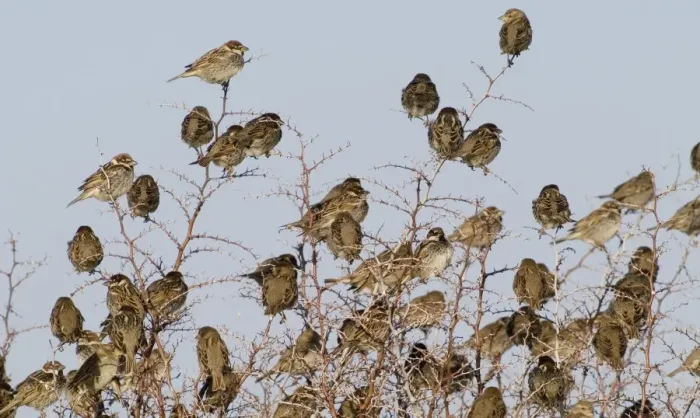 Framed Print : Spanish Sparrows - flock in bush - March - Cyprus Framed Print : Spanish Sparrows - flock in bush - March - Cyprus