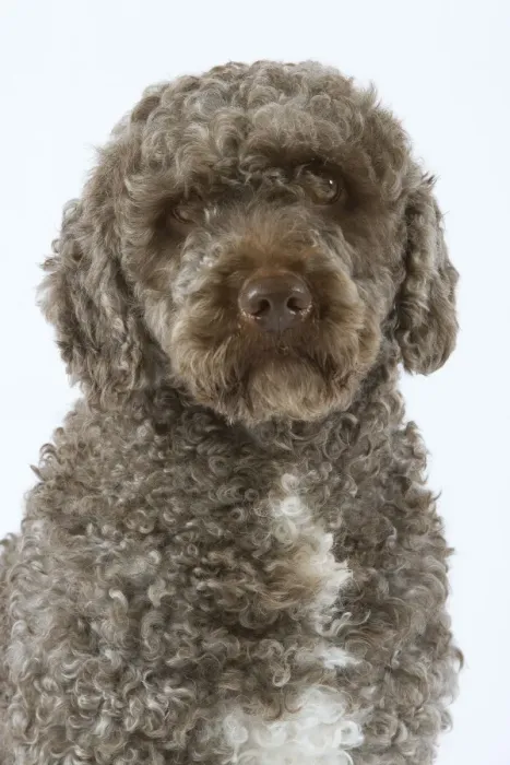 Framed Print : Spanish Water Dog - sitting in studio Framed Print : Spanish Water Dog - sitting in studio