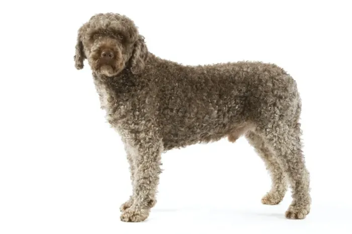 Framed Print : Spanish Water Dog - standing in studio Framed Print : Spanish Water Dog - standing in studio