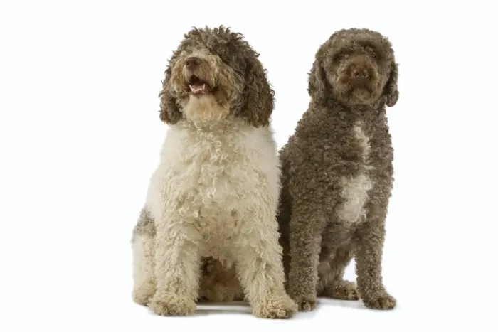 Framed Print : Spanish Water Dogs - sitting in studio Framed Print : Spanish Water Dogs - sitting in studio