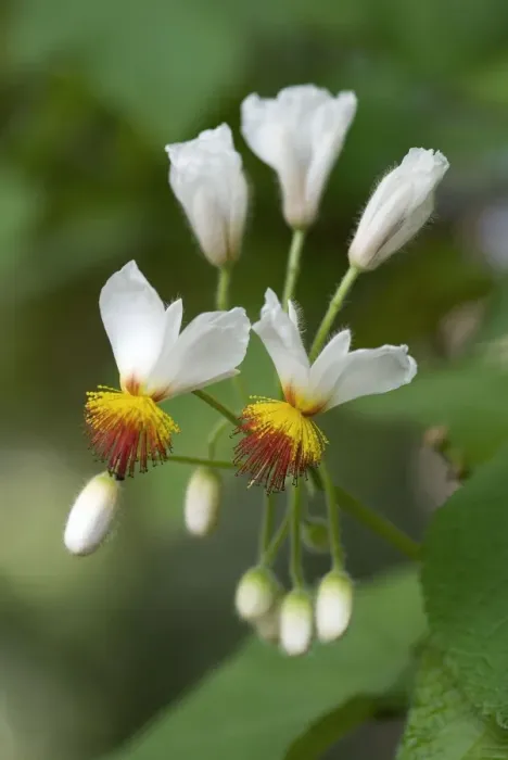 Framed Print : Sparmannia africana - Location - Palheiro Gardens, Funchal, Madeira. February. Common name African Hemp Framed Print : Sparmannia africana - Location - Palheiro Gardens, Funchal, Madeira. February. Common name African Hemp