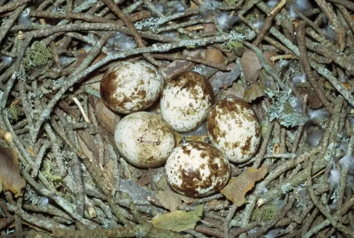 Framed Print : Sparrow Hawk Eggs Framed Print : Sparrow Hawk Eggs
