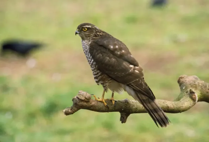 Framed Print : Sparrowhawk Framed Print : Sparrowhawk