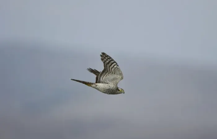 Framed Print : Sparrowhawk - female in flight Framed Print : Sparrowhawk - female in flight