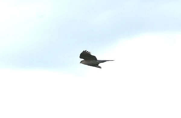 Sparrowhawk - Female in flight, UK