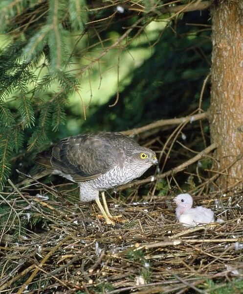 Sparrowhawk - female at nest with young. West Sussex, UK