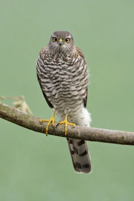 Framed Print : Sparrowhawk - female sitting on branch, Lower Saxony, Germany Framed Print : Sparrowhawk - female sitting on branch, Lower Saxony, Germany