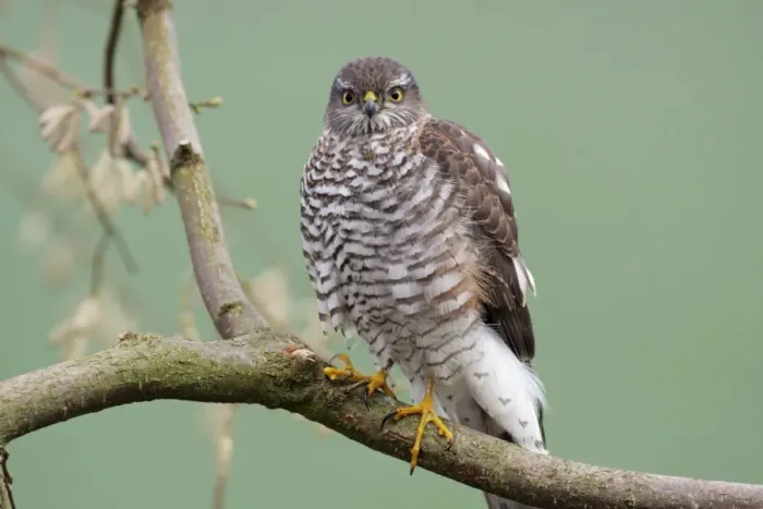 Framed Print : Sparrowhawk - female sitting on branch, Lower Saxony, Germany Framed Print : Sparrowhawk - female sitting on branch, Lower Saxony, Germany