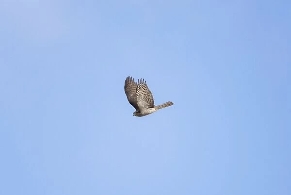 Sparrowhawk - in flight - September