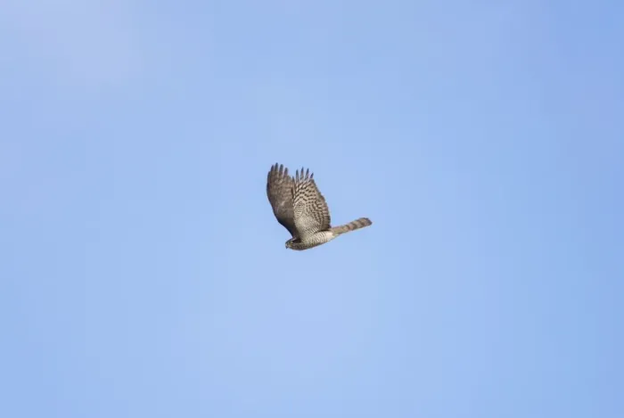 Framed Print : Sparrowhawk - in flight - September Framed Print : Sparrowhawk - in flight - September