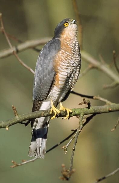 Sparrowhawk - male