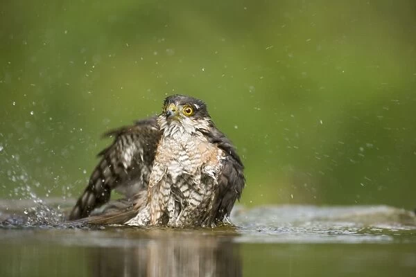 Sparrowhawk - male bathing in forest pool Accipiter nisus Hungary BI19735