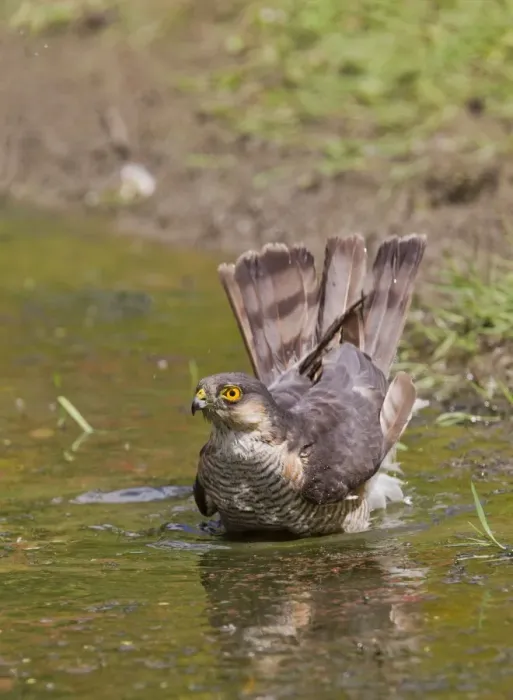 Framed Print : Sparrowhawk - male bathing in pond - Bedfordshire UK 11169 Framed Print : Sparrowhawk - male bathing in pond - Bedfordshire UK 11169