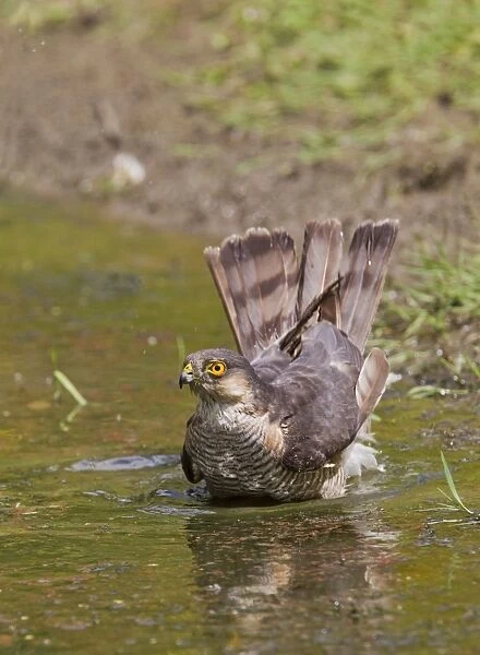 Sparrowhawk - male bathing in pond - Bedfordshire UK 11169
