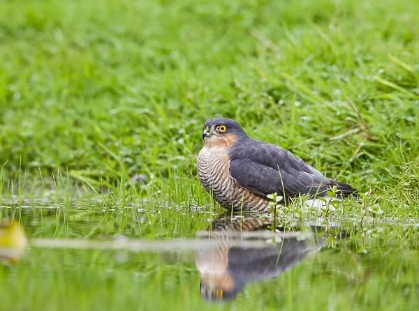 Sparrowhawk - male bathing in pond - Bedfordshire UK 11337
