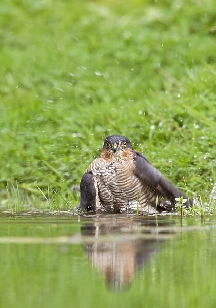 Sparrowhawk - male bathing in pond - Bedfordshire UK 11356