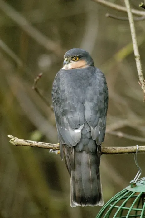 Framed Print : Sparrowhawk - Male by bird feeder, UK Framed Print : Sparrowhawk - Male by bird feeder, UK
