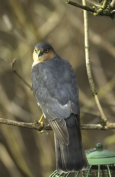 Sparrowhawk - Male by bird feeder, UK