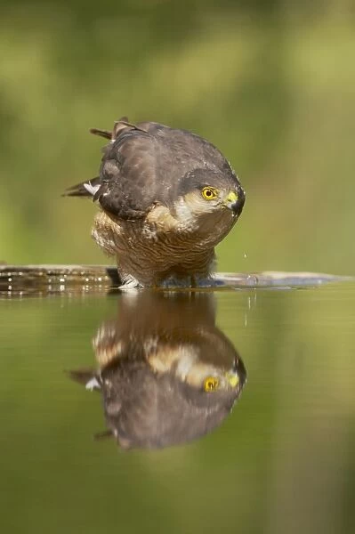 Sparrowhawk - male drinking at forest pool Accipiter nisus Hungary BI016387