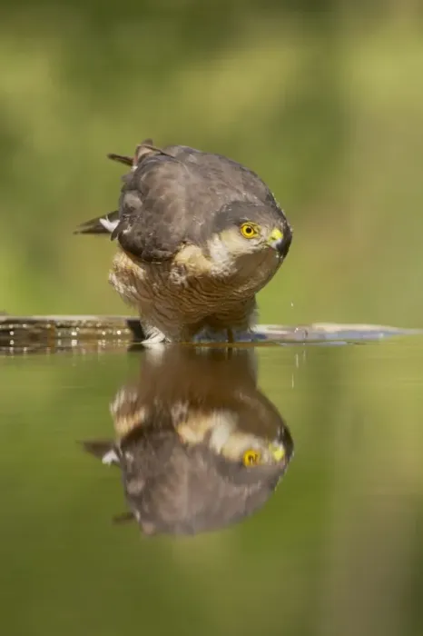 Framed Print : Sparrowhawk - male drinking at forest pool Accipiter nisus Hungary BI016387 Framed Print : Sparrowhawk - male drinking at forest pool Accipiter nisus Hungary BI016387