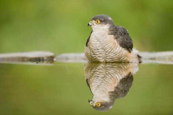 Sparrowhawk - male at forest pool Accipiter nisus Hungary BI19723