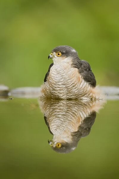 Sparrowhawk - male at forest pool Accipiter nisus Hungary BI19727