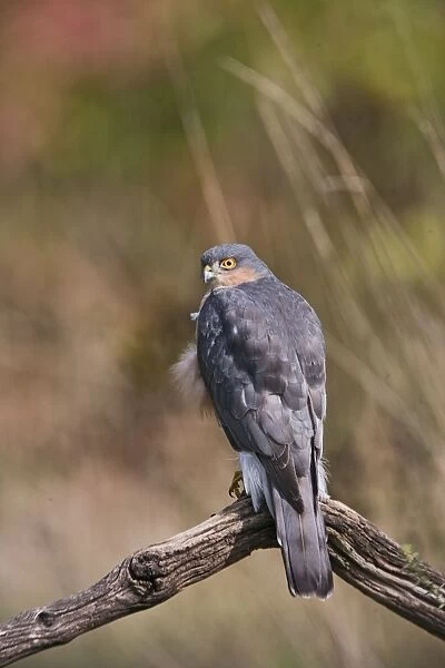 Sparrowhawk - male on perch - Bedfordshire UK 11178