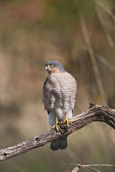Sparrowhawk - male on perch - Bedfordshire UK 11191